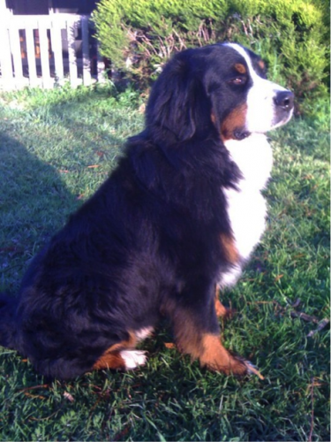 Archie