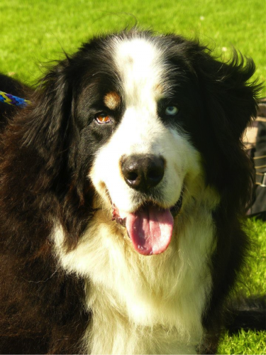 Bosley