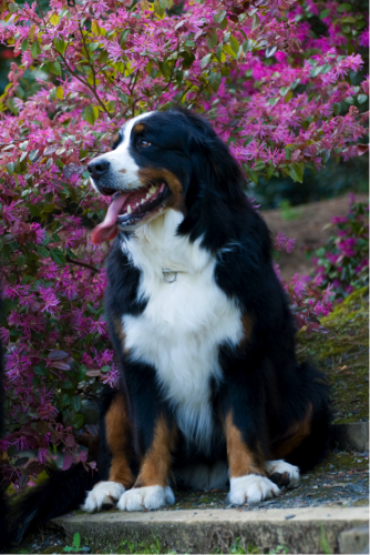 Ella