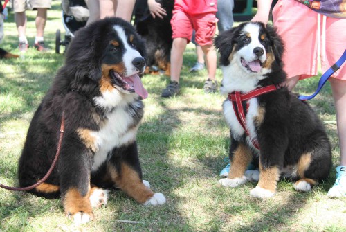 The two youngest canine attendees - Maverick and Lenny!