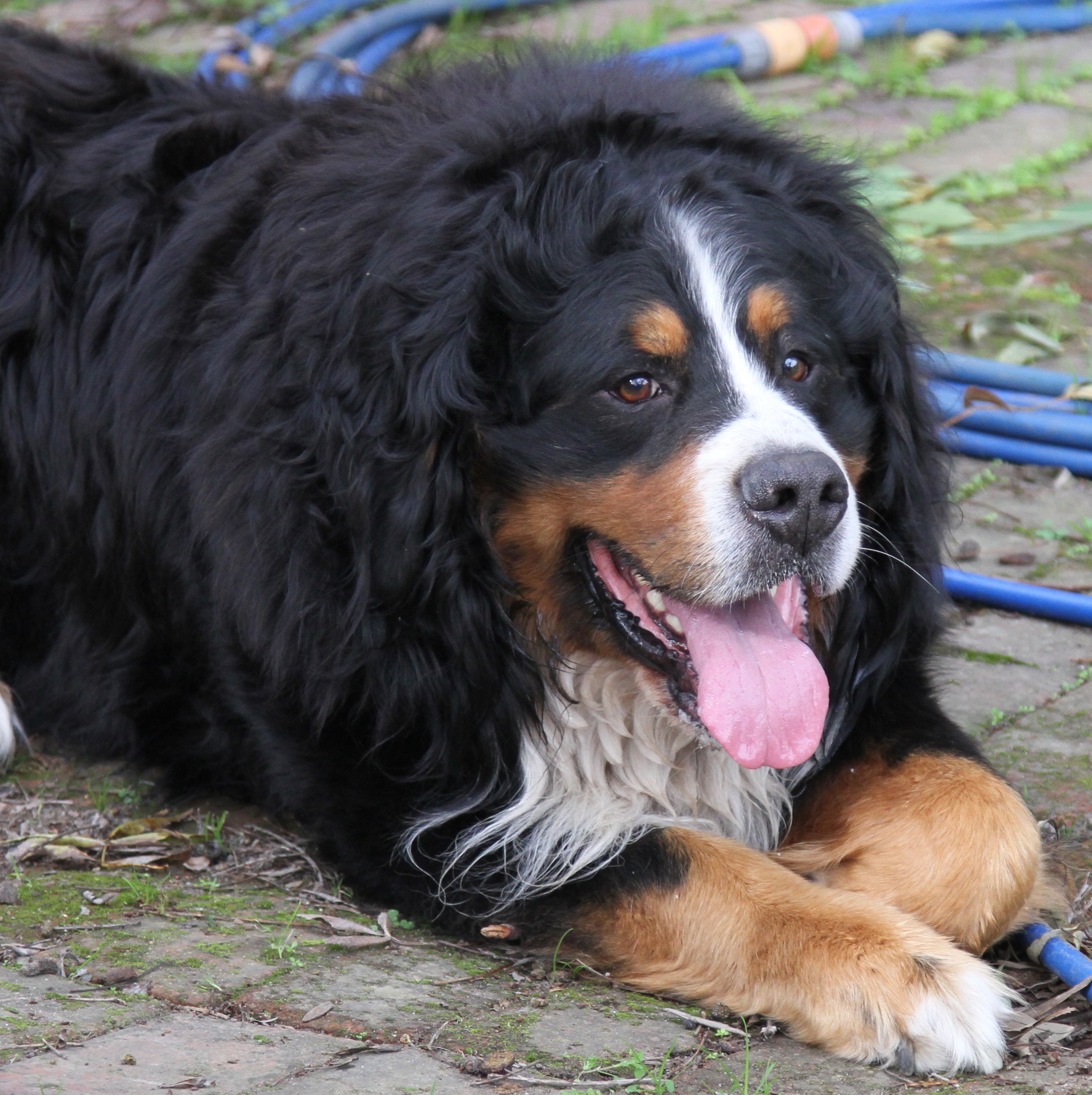 bernese mountain puppy price