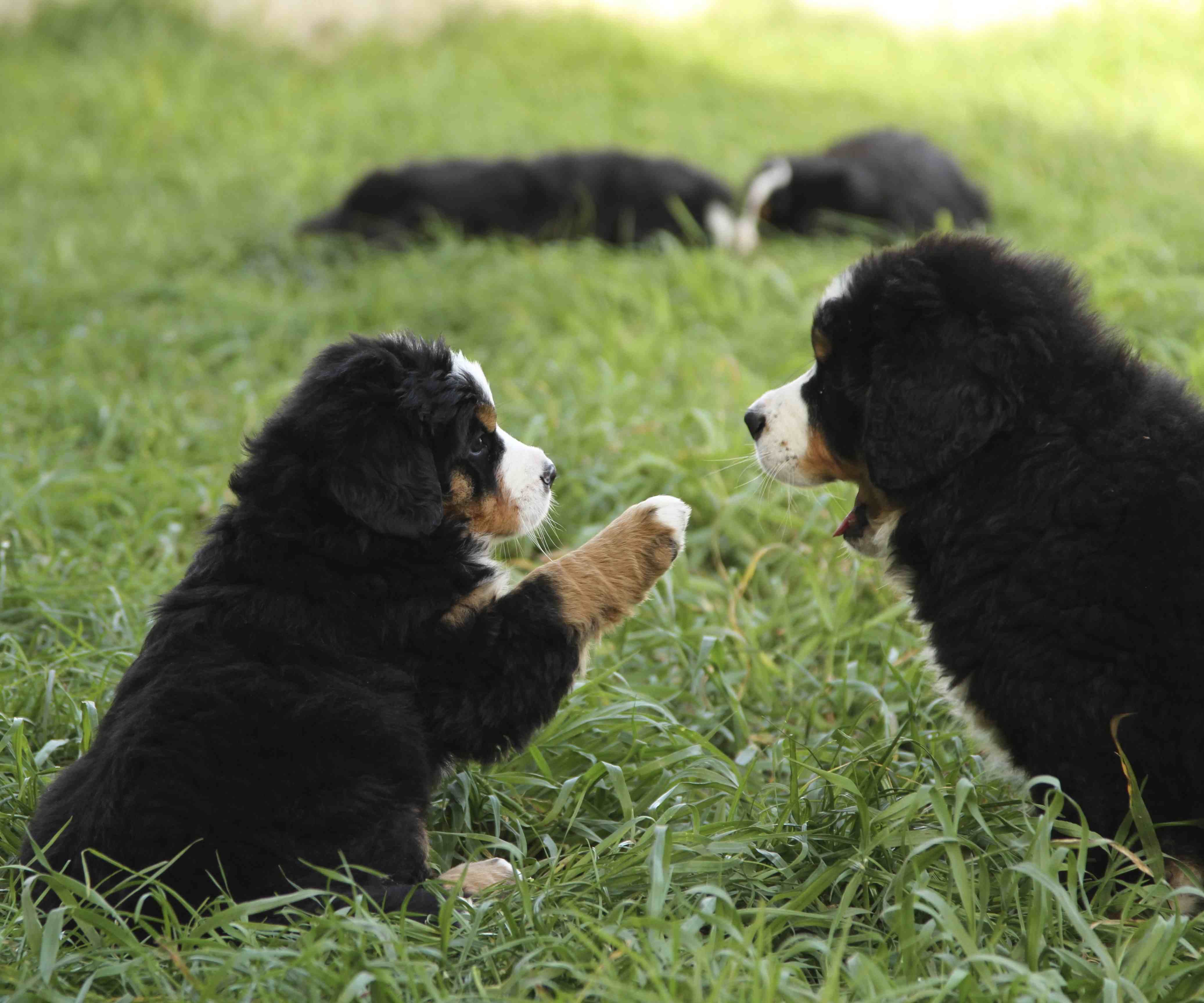 bernese mountain dog puppies for sale